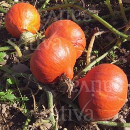 Semi di Zucca - Solor DB - 3
