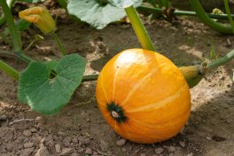 Semi di Zucca Uchiki Kuri - 3