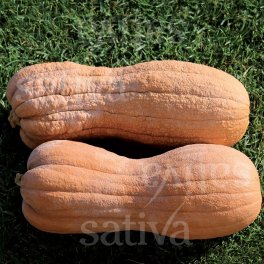 Semi di Zucca - Violina - 3