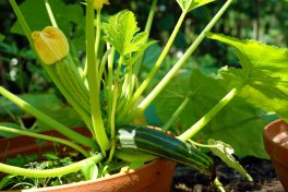 Semi di Zucchino Alberello di Sarzana Bio - 2
