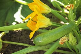 Semi di Zucchino Genovese Bio - 3