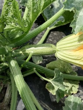 Semi di Zucchino Novus Bio - 4