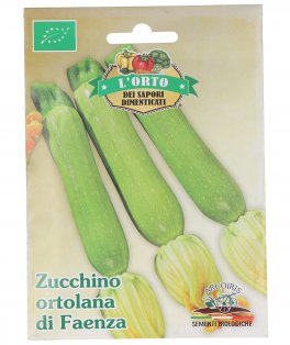 Semi di Zucchino Ortolana di Faenza Bio - 2
