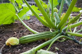 Semi di Zucchino Striato d'Italia Bio - 3