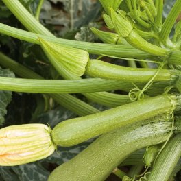 Semi di Zucchino Verde Bio - Alberobello di Sarzana - 2