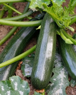 Semi di Zucchino Verde Scuro Nano di Milano Bio - 4