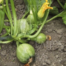 Semi di Zucchino Verde Tondo di Nizza Bio - 3