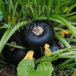 Semi di Zucchino Verde Tondo di Piacenza Bio - 3