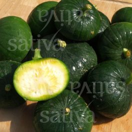 Semi di Zucchino Verde Zapalitto Bio - 3
