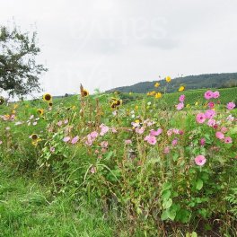 Semi per Giardino Campestre - 3