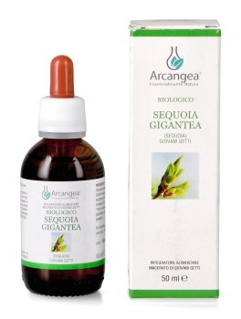 Sequoia Gigantea - 2