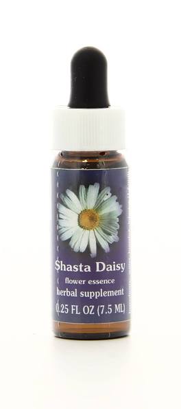 Shasta Daisy - Fiori californiani - 1