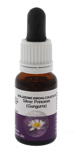 Silver Princess (gungurra) - Fiori australiani - 1