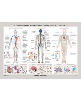 Sistema Nervoso, Circolatorio e Linfatico - Corpo Umano  - Carta Murale — Poster - 1
