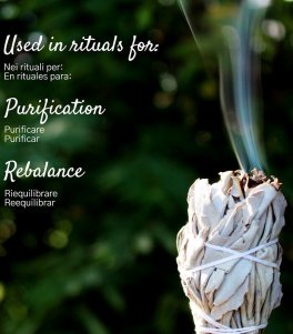 Smudge Salvia Bianca - 4