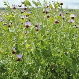 Sovescio Pisello Proteico - 1