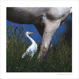Splendida Natura d'Europa — Libro - 4