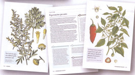 Storie Segrete delle Erbe — Libro - 2