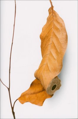 Susanna Bauer. In Leaf — Libro - 4