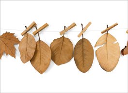 Susanna Bauer. In Leaf — Libro - 6