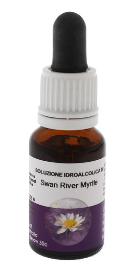 Swan River Myrtle - Fiori australiani - 1