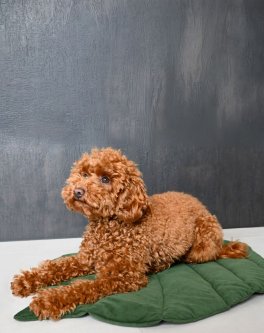 Tappetino per Cani LAZY a Foglia - 3