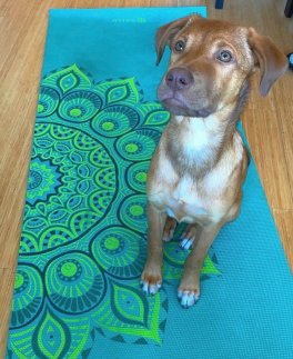 Tappetino "Yoga Mat Premium" - Stabilizing Grip Extra Thick - 4