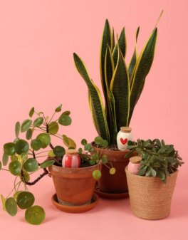 Trio Mini Ollas in Terracotta- The Lovers - 4