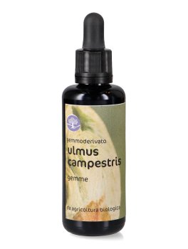 Ulmus Campestris - Gemmoderivato Floripotenziato - Gemme - 1