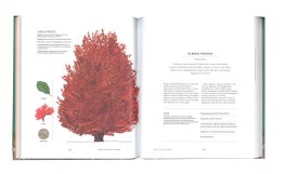 Un Mondo di Alberi — Libro - 3