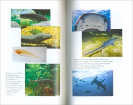 Un Mondo Immenso — Libro - 2