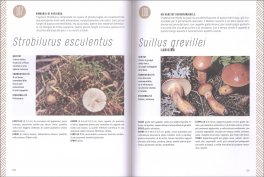 Universo Funghi — Libro - 3