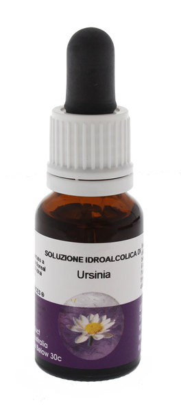 Ursinia - Fiori australiani - 1