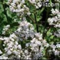 Valeriana Officinalis 2 gr - B419