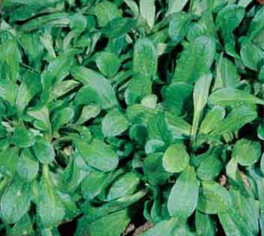 Valeriana Verte a Coeur Plein 2