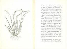 Vallisneria Spiralis — Libro - 3