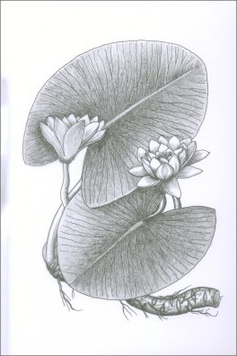 Vegetale Umano — Libro - 3