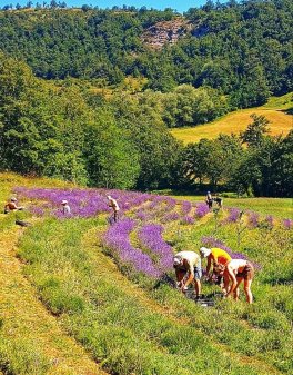 Vera - Olio Essenziale di Lavanda Vera - 4