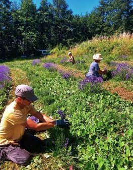 Vera - Olio Essenziale di Lavanda Vera - 3