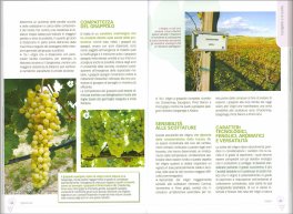 Vigneto Bio — Libro - 3