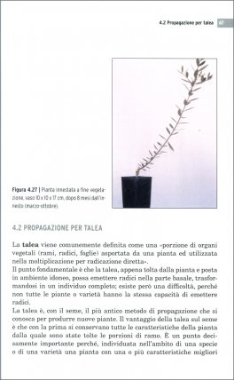 Vivaismo Olivicolo — Libro - 4