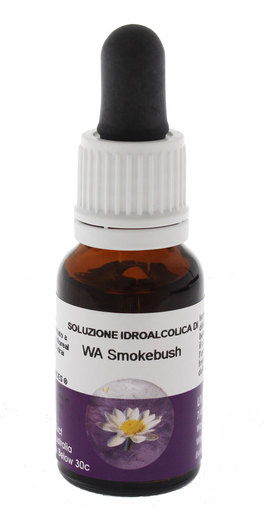 Wa Smokebush - Fiori australiani - 1