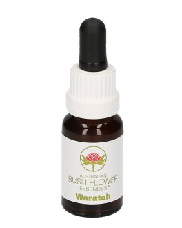 Waratah - Essenza Floreale Australiana Singola - 1