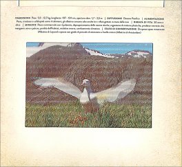 Wild — Libro - 4