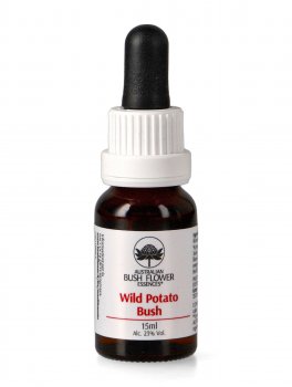 Wild Potato Bush - Essenza Floreale Australiana Singola - 1