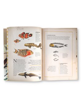 Zoologia Illustrata — Libro - 2