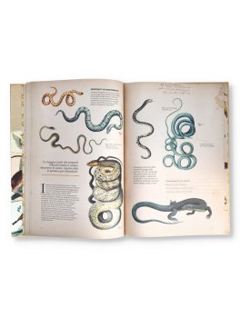 Zoologia Illustrata — Libro - 3