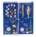 5 POSTER DI ANATOMIA SOTTILE — POSTER
5 tavole - anatomia sottile
di Roberto Zamperini

