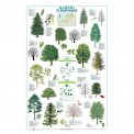 Alberi di Montagna - Poster — Poster
