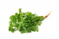 Semi di Coriandolo (Coriandrum sativum) Bio